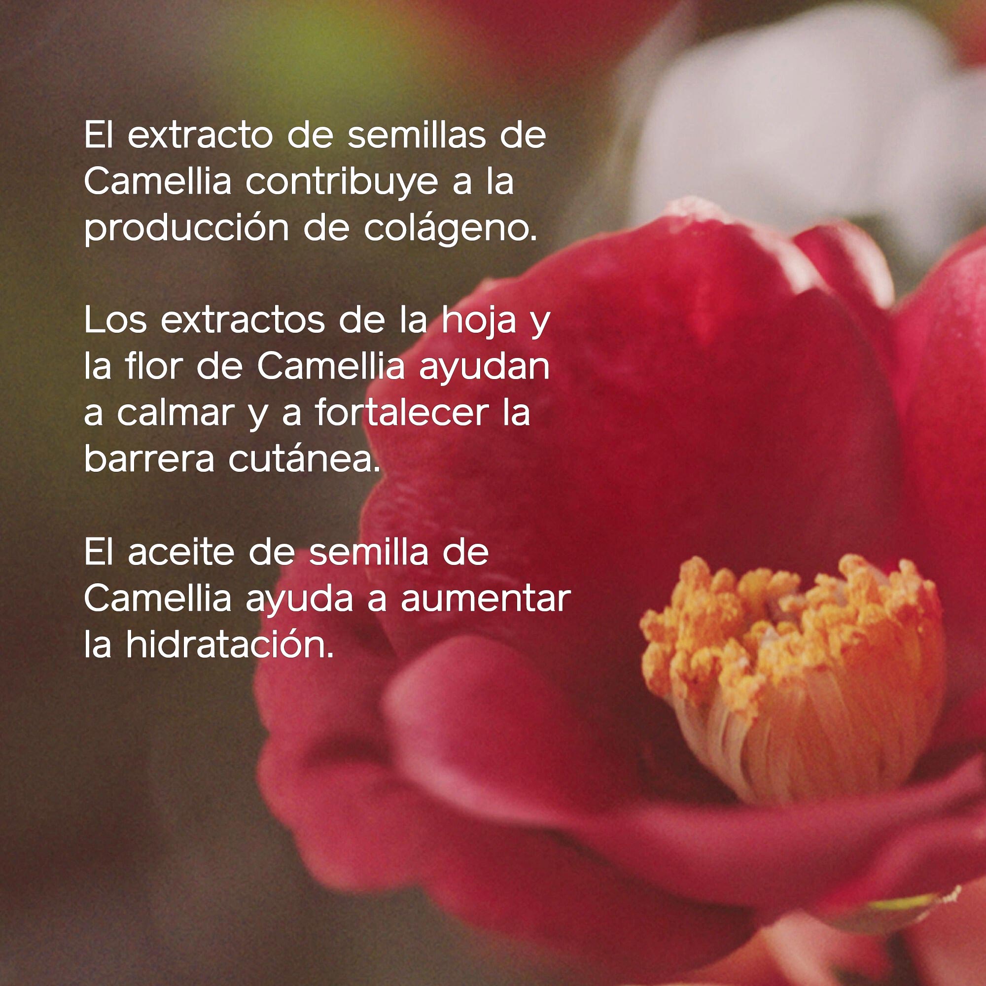 Flor de camelia roja desenfocada con texto que enumera los beneficios: el extracto de semilla de camelia favorece la producción de colágeno. Los extractos de la hoja y la flor de Camellia ayudan a calmar y a fortalecer la barrera cutánea. El aceite de semilla de Camellia ayuda a aumentar la hidratación.